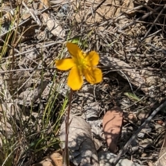 Hypericum gramineum at Namadgi National Park - 17 Nov 2023