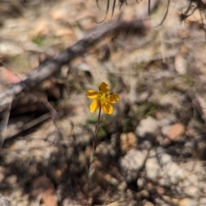 Hypericum gramineum at Namadgi National Park - 17 Nov 2023 12:01 PM