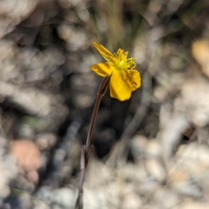 Hypericum gramineum at Namadgi National Park - 17 Nov 2023