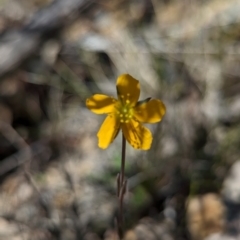 Hypericum gramineum at Namadgi National Park - 17 Nov 2023 12:01 PM