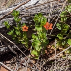 Lysimachia arvensis (Scarlet Pimpernel) at Namadgi National Park - 17 Nov 2023 by drbb