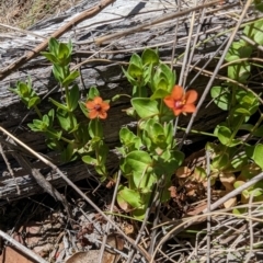 Lysimachia arvensis at Namadgi National Park - 17 Nov 2023 12:05 PM