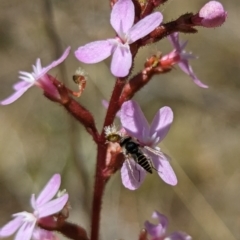 Australiphthiria (genus) (Bee fly) at Rendezvous Creek, ACT - 17 Nov 2023 by drbb