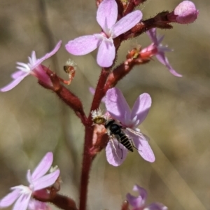 Australiphthiria (genus) at Namadgi National Park - 17 Nov 2023