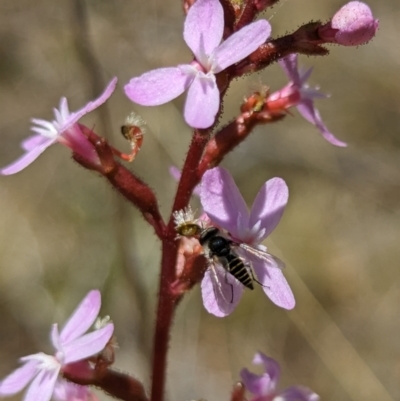 Australiphthiria (genus) (Bee fly) at Rendezvous Creek, ACT - 17 Nov 2023 by drbb