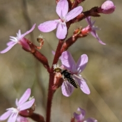 Australiphthiria (genus) (Bee fly) at Namadgi National Park - 17 Nov 2023 by drbb