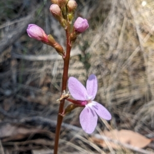 Stylidium sp. at Namadgi National Park - 17 Nov 2023