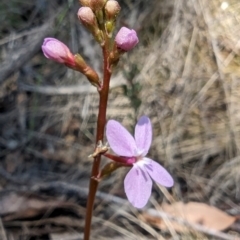Stylidium sp. (Trigger Plant) at Rendezvous Creek, ACT - 17 Nov 2023 by drbb