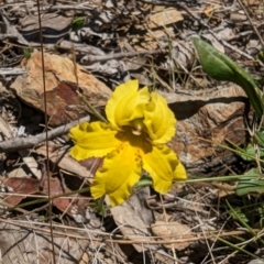 Velleia paradoxa (Spur Velleia) at Rendezvous Creek, ACT - 17 Nov 2023 by drbb