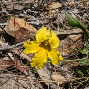 Velleia paradoxa at Namadgi National Park - 17 Nov 2023