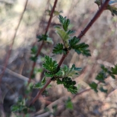 Rubus parvifolius (Native Raspberry) at Rendezvous Creek, ACT - 17 Nov 2023 by drbb