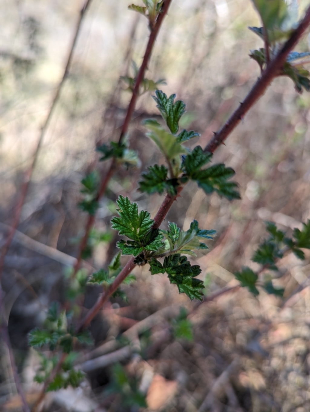 Rubus parvifolius at Namadgi National Park - 17 Nov 2023