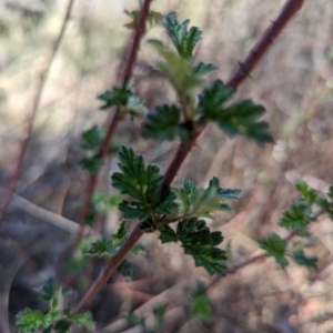 Rubus parvifolius at Namadgi National Park - 17 Nov 2023