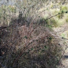 Rubus parvifolius at Namadgi National Park - 17 Nov 2023