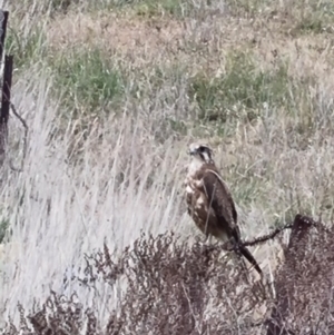 Falco berigora at Gungaderra Grasslands - 16 Nov 2023