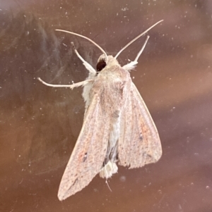 Mythimna (Pseudaletia) convecta at Aranda, ACT - 1 Feb 2022 10:18 AM