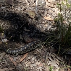 Unidentified Skink at Alpine National Park - 30 Dec 2021 by Jubeyjubes