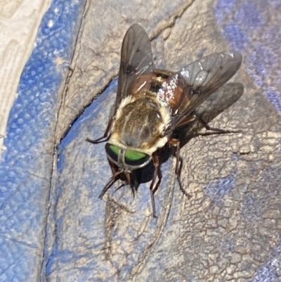 Scaptia sp. (genus) (March fly) at Kosciuszko National Park - 29 Dec 2021 by Jubeyjubes
