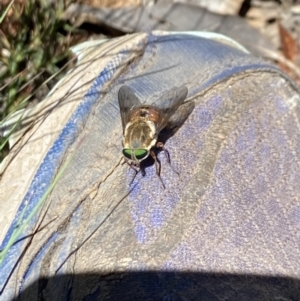 Scaptia sp. (genus) at Kosciuszko National Park - 29 Dec 2021