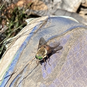 Scaptia sp. (genus) at Kosciuszko National Park - 29 Dec 2021