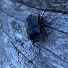 Chalcopteroides sp. (genus) (Rainbow darkling beetle) at Kosciuszko National Park - 29 Dec 2021 by Jubeyjubes