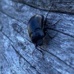 Chalcopteroides sp. (genus) (Rainbow darkling beetle) at Kosciuszko National Park - 28 Dec 2021 by Jubeyjubes