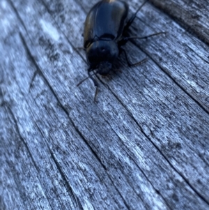 Chalcopteroides sp. (genus) at Kosciuszko National Park - 29 Dec 2021 09:43 AM