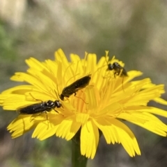Eurys sp. (genus) (Eurys sawfly) at Pilot Wilderness, NSW - 29 Dec 2021 by Jubeyjubes