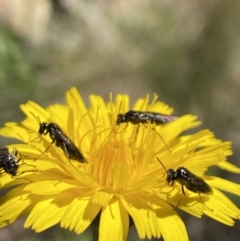 Eurys sp. (genus) at Kosciuszko National Park - 29 Dec 2021 11:32 AM