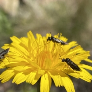 Eurys sp. (genus) at Kosciuszko National Park - 29 Dec 2021 11:32 AM