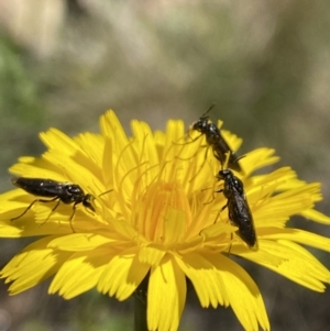 Eurys sp. (genus) at Kosciuszko National Park - 29 Dec 2021 11:32 AM