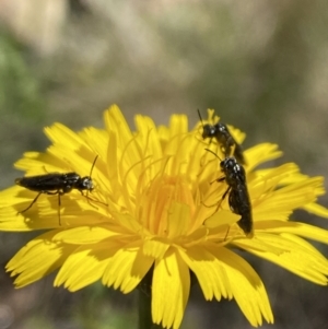 Eurys sp. (genus) at Kosciuszko National Park - 29 Dec 2021 11:32 AM