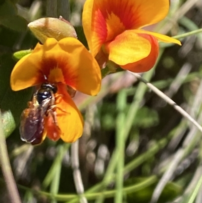 Exoneura sp. (genus) (A reed bee) at Pilot Wilderness, NSW - 29 Dec 2021 by Jubeyjubes