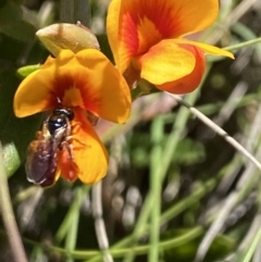 Exoneura sp. (genus) (A reed bee) at Kosciuszko National Park - 29 Dec 2021 by Jubeyjubes