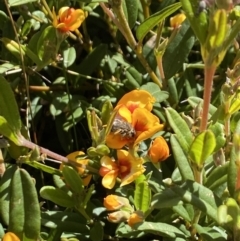 Lasioglossum (Chilalictus) sp. (genus & subgenus) (Halictid bee) at Pilot Wilderness, NSW - 29 Dec 2021 by Jubeyjubes