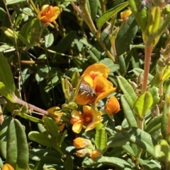 Lasioglossum (Chilalictus) sp. (genus & subgenus) (Halictid bee) at Kosciuszko National Park - 29 Dec 2021 by Jubeyjubes