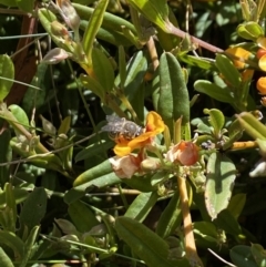 Lasioglossum (Chilalictus) sp. (genus & subgenus) at Kosciuszko National Park - 29 Dec 2021