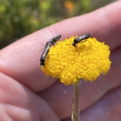 Eurys sp. (genus) (Eurys sawfly) at Pilot Wilderness, NSW - 29 Dec 2021 by Jubeyjubes