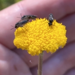 Eurys sp. (genus) at Kosciuszko National Park - 29 Dec 2021