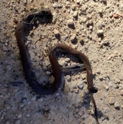 Unidentified Snake at Alpine National Park - 29 Dec 2021 by Jubeyjubes