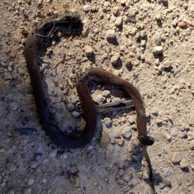 Unverified Snake at Alpine National Park - 30 Dec 2021 by Jubeyjubes