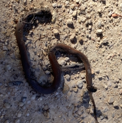 Unidentified Snake at Alpine National Park - 30 Dec 2021 by Jubeyjubes