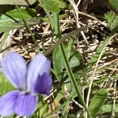 Viola betonicifolia (Mountain Violet) at Pilot Wilderness, NSW - 28 Dec 2021 by Jubeyjubes