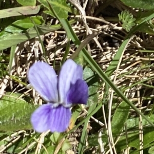 Viola betonicifolia at Kosciuszko National Park - 28 Dec 2021