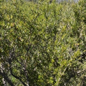 Grevillea australis at Kosciuszko National Park - 28 Dec 2021