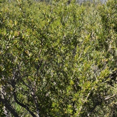 Grevillea australis (Alpine Grevillea) at Pilot Wilderness, NSW - 28 Dec 2021 by Jubeyjubes