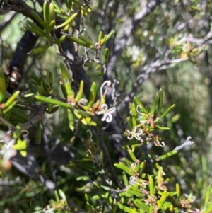 Grevillea australis at Kosciuszko National Park - 28 Dec 2021 11:24 AM