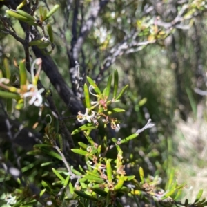 Grevillea australis at Kosciuszko National Park - 28 Dec 2021 11:24 AM