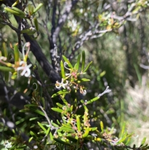 Grevillea australis at Kosciuszko National Park - 28 Dec 2021
