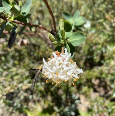 Pimelea ligustrina subsp. ciliata at Pilot Wilderness, NSW - 28 Dec 2021 by Jubeyjubes